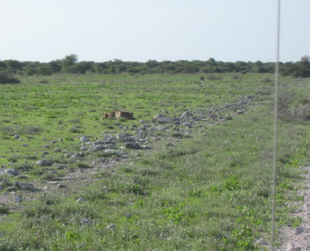 Etosha 366.jpg